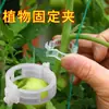 Fijador de vid para suspender plántulas, ramas de uva, soportes para verduras, sujetadores de red para trepar plantas, herramienta para tomates