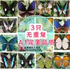 Especímenes de Mariposas Reales para Práctica, Mariposas Originales con Alas Sin Abrir, Materiales DIY para Espécimenes de Insectos, Mariposas Monarca, Insectos Originales, Mariposas Cola de Golondrina