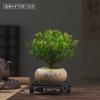 Sementes de Plantas de Bonsai Nan Vermelho Folha Pequena de Velho Tronco Plantas Florais Micro-Paisagismo Hidroponia Escritório Fácil de Cultivar Plantas de Vaso Perenes o Ano Todo