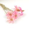 Ins Decoración al por Mayor Algodón Nomeolvides Natural Espigas de Trigo Ramo de Flores Secas Muebles para el Hogar Accesorios de Fotografía Frescos Pequeños