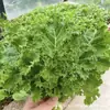 Sementes de Couve, Vermelha e Verde, Sementes de Vegetais para Quatro Estações, Resistente ao Frio, Ornamental, Comestível, Nutritiva e Nutritiva