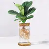 Qin Ye Rong Planta Verde Hidropônica Pequeno Vaso Desktop Escritório para Alimentar Flores Nórdicas Sempre Verde e Purificar o Ar