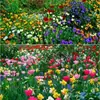 Novas Sementes Flores Perenes Mistas