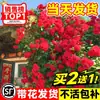 Plántulas de flores fragantes de secuoya, enredaderas trepadoras, árboles jóvenes de flores leñosas amarillas y blancas dulces, plántulas grandes de floración en cuatro estaciones para patio, flores en macetas