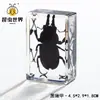 Artesanías de especímenes, insectos reales, escarabajo ciervo, escorpión, escarabajo, araña, regalos de enseñanza de ciencias biológicas, adornos de resina