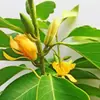 Orquídea Blanca Macetas de Plántulas de Magnolia con Capullos Orquídea Amarilla Balcón Patio Florales de Aroma Intenso Plantas de Floración Cuatro Estaciones