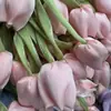 Tulipa