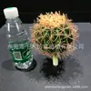 Combinación única de serie roja rosa azul plátano cola suelta caparazón de tortuga Kwai Canna escénico simulación