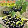 Semillas de Berenjena Negra, Semillas de Fruta Diaria Negra, Semillas de Fruta Amarilla, Semillas de Fruta Silvestre para Maceta de Balcón de Cuatro Estaciones, Temperatura Ambiente