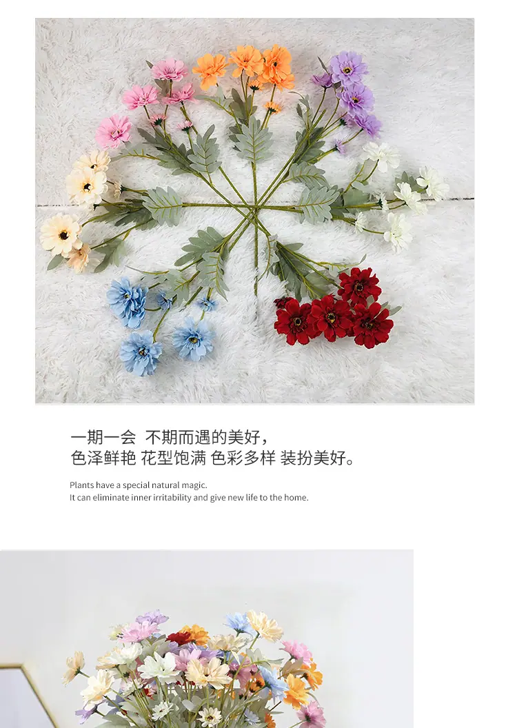 六头百日菊_07.jpg