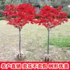 Envío directo de plantones de arce rojo desde Japón, EE. UU., China para paisajismo de jardines y decoración de áreas verdes, el arce rojo 'Red Dance Princess' es resistente al frío