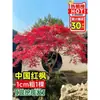 Plántulas de Arce Rojo Japonés al por Mayor Plántulas de Arce Rojo Chino Plántulas de Arce Rojo Wujimei Resistente al Frío de Tres Estaciones Plantas en Maceta Árboles de Jardín Verde