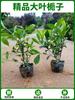Mudas de Gardênia, Plantas de Rosa, Plantas em Vasos para Varanda, Plantas Perenes para Todas as Estações, Galhos com Folhas, Paisagismo de Jardim, Purificação do Ar, Verdejamento de Pátio
