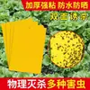 Trampa de Insectos Adhesiva de Doble Cara Amarilla para Uso en el Hogar, Moscas Pequeñas Negras, Moscas de la Fruta, Trampa de Papel, Tablero de Prevención de Insectos para Árboles Frutales de Huerto, Pegatina para Eliminación de Ácaros
