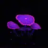 Decoraciones para Acuario Tanque de Peces Plantas Acuáticas Silicona Simulada Efecto Fluorescente - Coral Alfombra Paisajismo Paisajismo Fluorescente