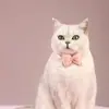 Nuevo Collar de Mascota de Doble Capa con Lazo de Perla 3D, Antiahogo, Lindo y Adorable Colgante de Corazón para Mascota, Antiperdida