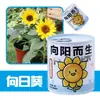 Pote de Bênçãos Criativo para Celebrante de Internet Latas Mini Planta Verde para Interior Mesa Flores Planta Enlatada Infantil