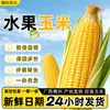 Mazorcas de maíz dulce y maíz de colores de Hengxian County, Guangxi, selladas al vacío y empaquetadas individualmente, caja completa de suministro directo para el desayuno de verano