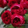 Muda de Rosa Flor Média Grande Rosa Arbusto Rosa Trepadeira Rosa Floração Quatro Estações Muda de Rosa Solo Original Rosa
