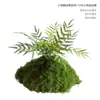 Musgo Sintético Decoración Suave para Interiores Conjunto de Micro-Paisajismo Combinación Ventana Pasillo Musgo Falso Planta Verde Decoración de Paisajismo Arreglo