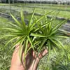 Venda Direta da Fábrica Orquídea do Ar Planta Aérea Planta Sem Solo Vermelho Amarelo Verde Elfo Barba de Velho Medusa Atacado
