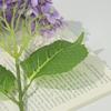 Hortênsia Hortênsia Flor de Hortênsia Azul Hidratante Flor Flor Flor Flor Flor Flor Decoração para Sala de Estar