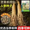 Sementes de Ginseng Selvagem da Montanha Changbai no Atacado, Sementes de Ginseng Selvagem, Fáceis de Cultivar em Todas as Estações, Fáceis de Manter, Plantas Ornamentais de Flores de Interior em Vasos