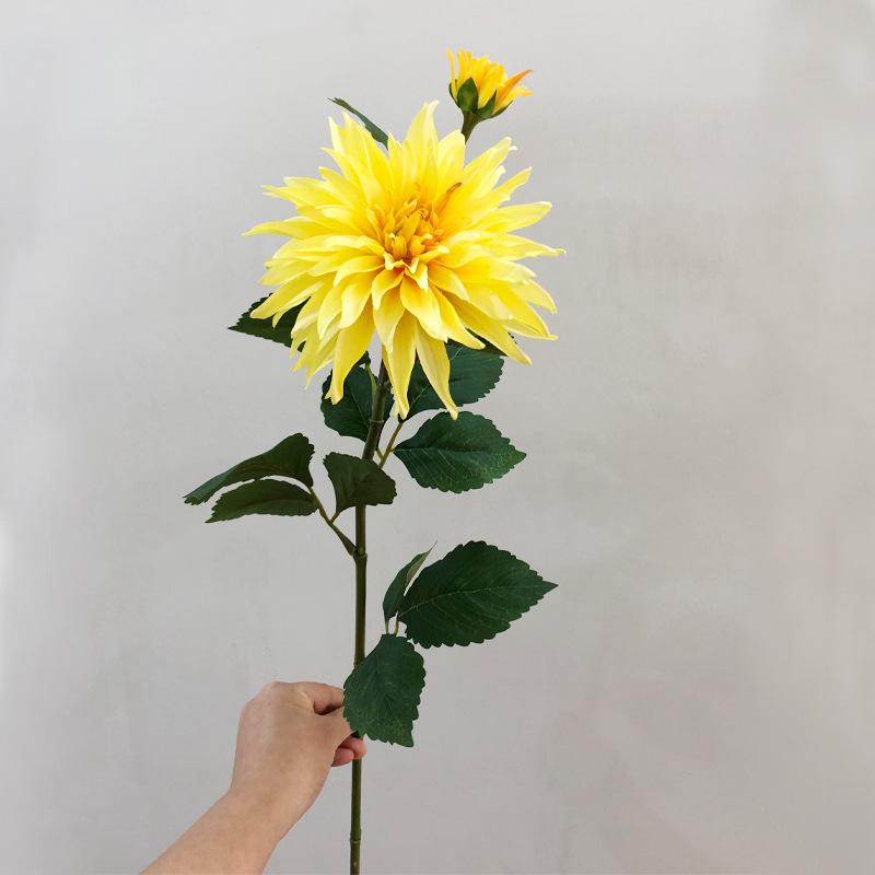 爱尔兰大理花黄色