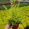 Dropshipping Ligustro Hoja Dorada Planta en Maceta Ligustro Evolución Aire Dorado Brillante Patio Balcón Resistente al Calor y Resistente al Frío Perenne