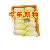 Nueva Variedad de Semillas de Repollo Baby Dorado de Cuatro Estaciones, Semillas de Repollo Baby de Corazón Amarillo para Plantar en Primavera, Verano y Otoño