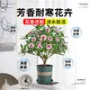 Planta en Maceta Daphne de Phnom Penh Fuerte Aroma con Capullos Sala de Estar Interior Balcón Resistente al Frío Montículo Viejo Plántula Grande Planta con Flor de Cuatro Estaciones