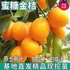 Mudas de Laranja Kinkan para Dropshipping para Plantio em Jardins no Norte e Sul, Laranjeiras de Dinheiro Enxertadas em Vasos, Mudas de Cítricos