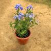 Copos de Nieve Azules Copos de Nieve Danlan Plantones Grandes en Maceta con Flores y Macetas Plantas Perennes Extraordinarias de Cuatro Estaciones Florecen Continuamente