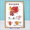 Diagrama esquemático del sistema musculoesquelético humano. Póster médico. Diagrama de la estructura del corazón. Póster hospitalario.