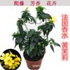 Perfume Francés Planta Trepadora Jazmín Amarillo en Maceta Patio Florales Aromáticos Plantas Resistentes al Frío Plantas Verdes de Interior Personalización