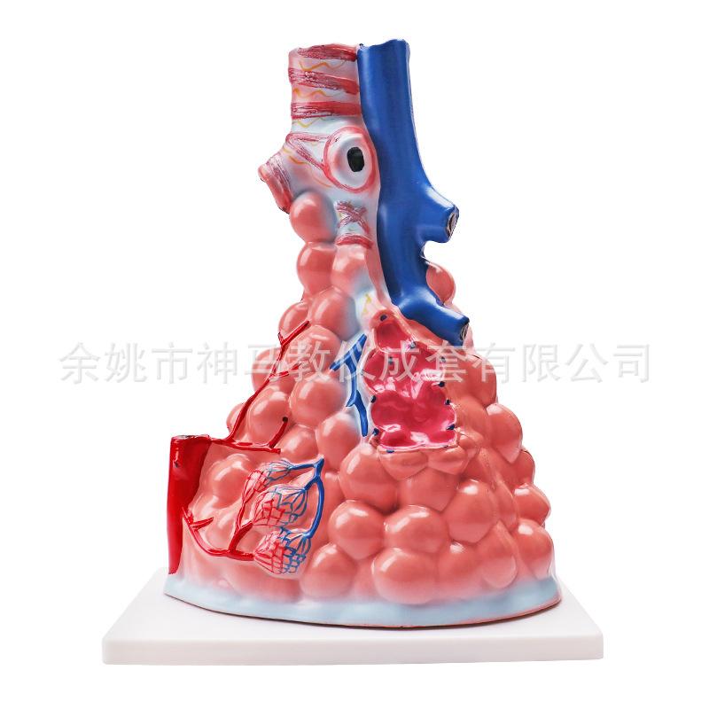 肺泡模型-2