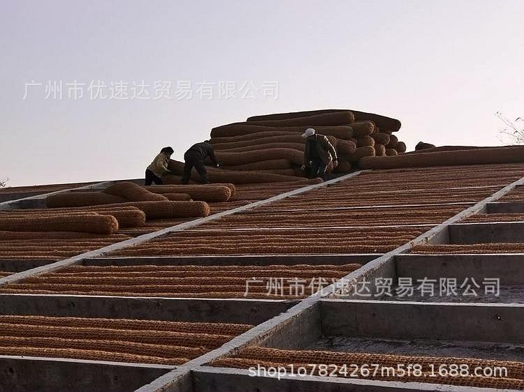 棕榈卷5.jpg