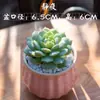 Nuevo Set de Plantas Suculentas de Interior con Maceta Florero Rocío de Jade Paquete de Tierra para Principiantes, Plantas y Flores Verdes Fáciles de Cuidar