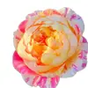 Dropshipping Claude Monet Mudas de Rosa Rosa Quatro Estações Flores de Vasos Plantas Trepadeiras Mudas Plantas Verdes