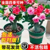 Planta en Maceta Rosa del Desierto con Doble Pétalo, Planta Verde Resistente a la Sequía, Fácil de Cuidar en Interiores o en el Balcón, Planta Suculenta Fácil de Mantener en Verano