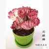 Plantas Verdes Flores de Balcón Interior Kalanchoe Pinnata Suculenta de Cinco Dedos Montaña Cactus con Raíces Kalanchoe Rojo