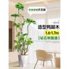 Planta en Maceta Grande de Interior de la Planta Perenne Schefflera Arborvitae para la Sala de Estar, Diseño de Pie