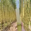 Cana-de-açúcar Dourada de Yunnan deve ser cana-de-açúcar de fruta da estação, peça inteira frete grátis, direto da origem, cana-de-açúcar de casca amarela, dropshipping