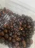 Lanzamiento de Nuevo Producto Kit de Materiales para Carrillón de Viento con Cáscara de Fruta Campana de Agua de Fruta Negra Indonesia Madera de Campana Cáscara de Fruta Natural Fabricante de Bricolaje Mayorista