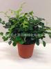 Plantas de Interior em Vaso com Folhas Verdes: Pothos, Menta, Planta Cobra, Árvore do Dinheiro, Jasmim e Outras Combinações de Plantas Verdes