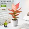 Planta Verde de Escritorio de Oficina en Maceta para Interior Sala de Estar Hermosa Estilo Crema Planta Pequeña en Maceta Fácil de Mantener para Gente Perezosa en Todas las Estaciones y Absorbe Formaldehído