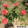 Rosa perfumada extra grande com frutos suculentos para varanda e jardim, planta de rosa em vaso, mudas de rosa de quatro estações com botões