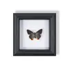 Marco de Fotos de Espécimen de Mariposa Pintura Decorativa de Madera Adorno Retro Europeo Soporte de Exhibición Muebles DIY Regalo de Cumpleaños Regalo