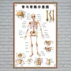 Estructura Promocional Diagrama Sistema Diagrama Esquemático Anatomía Médica Órganos Humanos Cartel de Pared Corazón Órganos Internos Hospital Cuerpo Humano