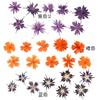 Yanlai flor roja gota de pegamento flor seca Estrella/redonda Yanlai flor roja espécimen de planta flor real en relieve joyería de flor